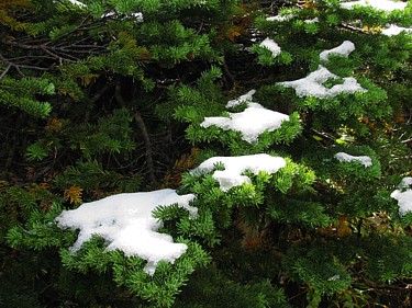 Snowy_branches