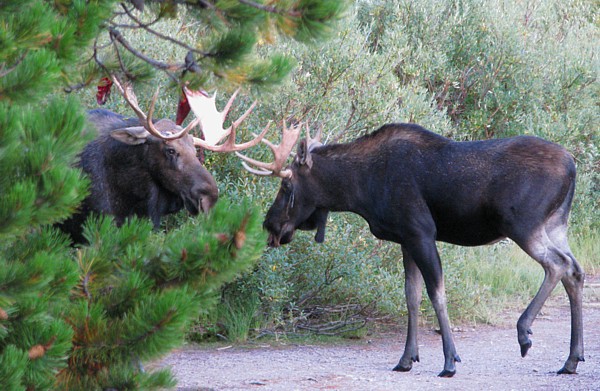 Two_moose