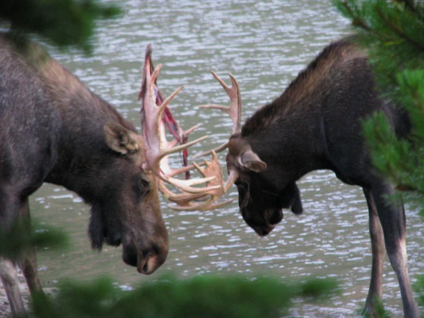 Two_moose