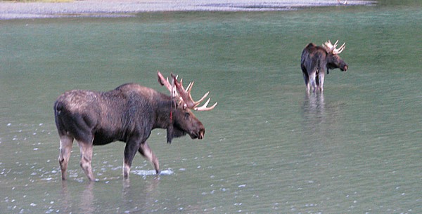 Two_Moose
