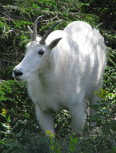 Mtn_goats