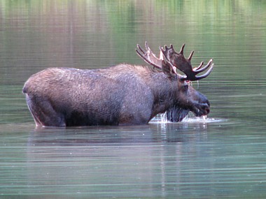 Bull_moose