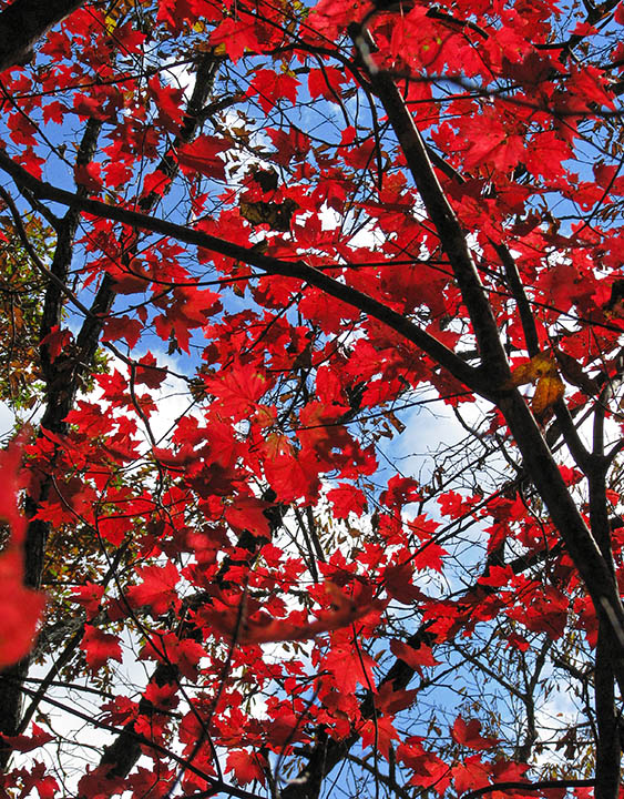 Red_maples