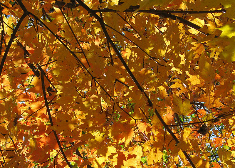 Golden_maple_leaves