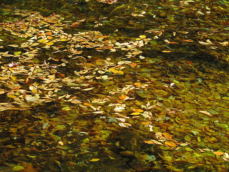 Leaves_in_creek