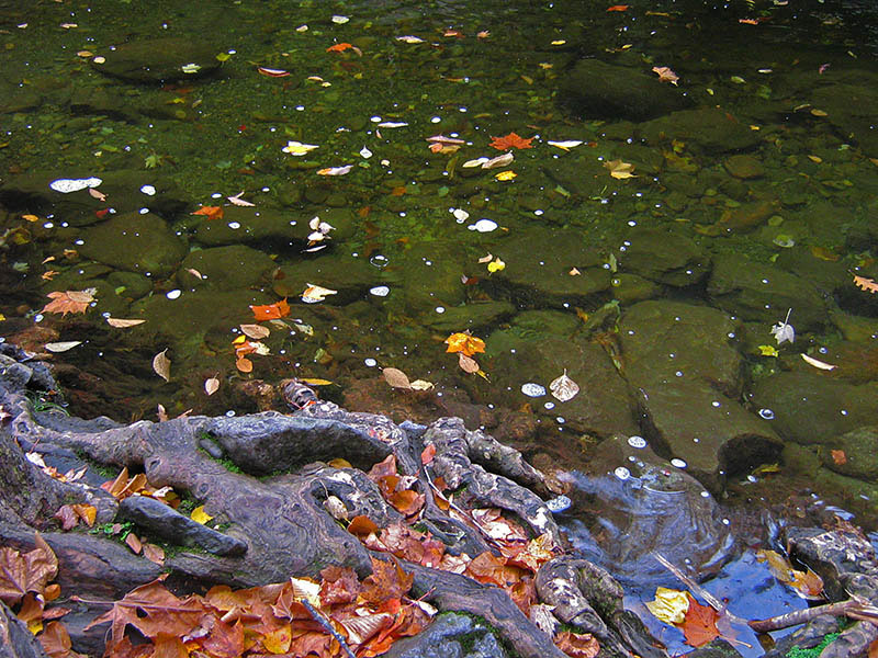 Water_roots_leaves