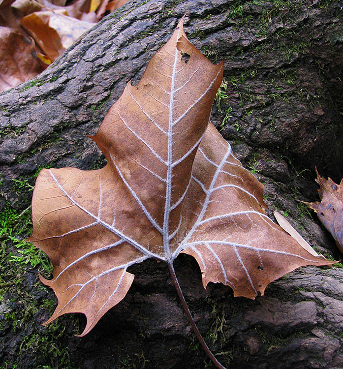 Veined_leaf