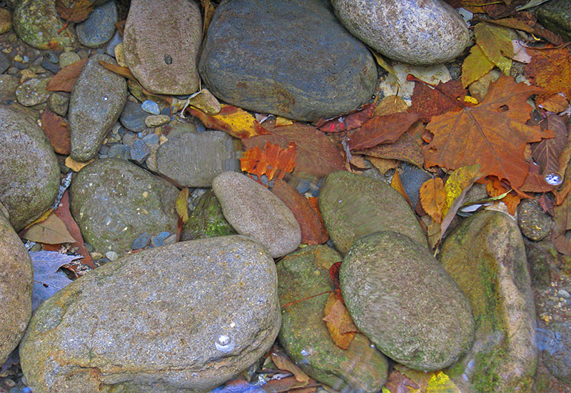 Water_rocks_leaves