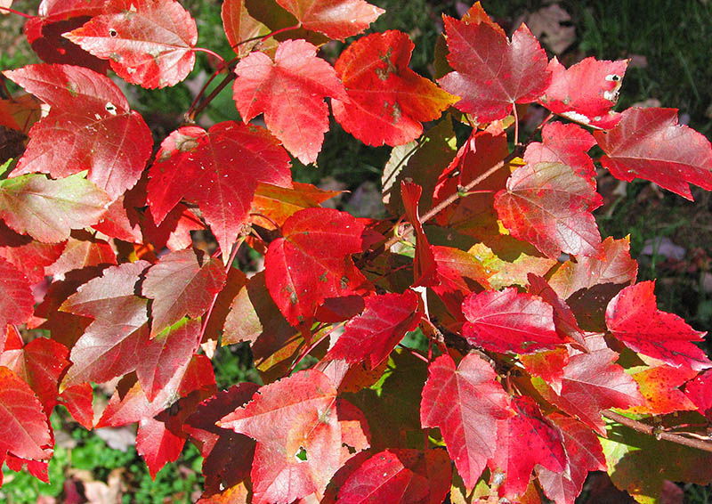 Red_leaves