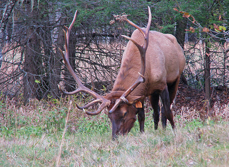 Bull_elk