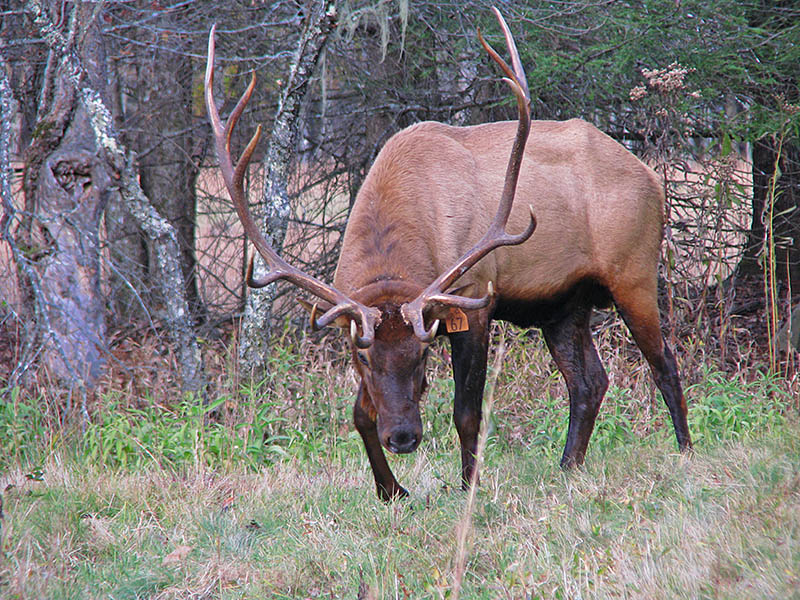 Bull_elk