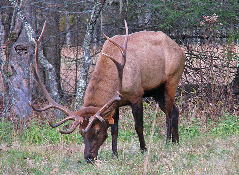 Bull_Elk