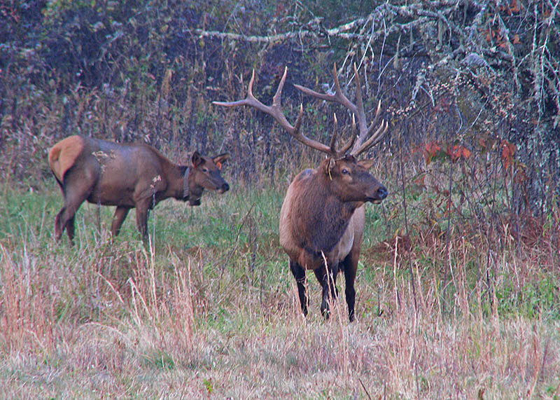 Bull_and_cow_elk