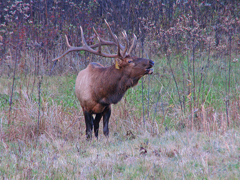 Elk_bugling