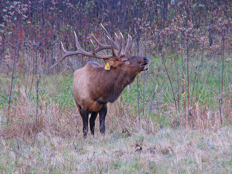 Bugling_elk