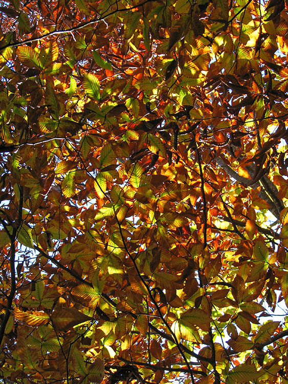 Overhead_leaves