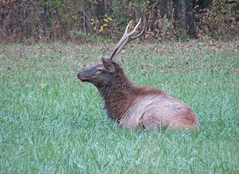 Ocon-Elk