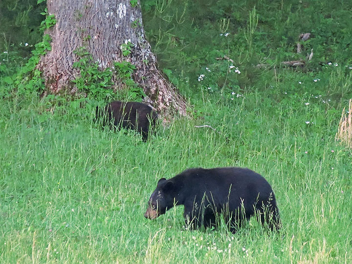 Mama_bear_and_cub