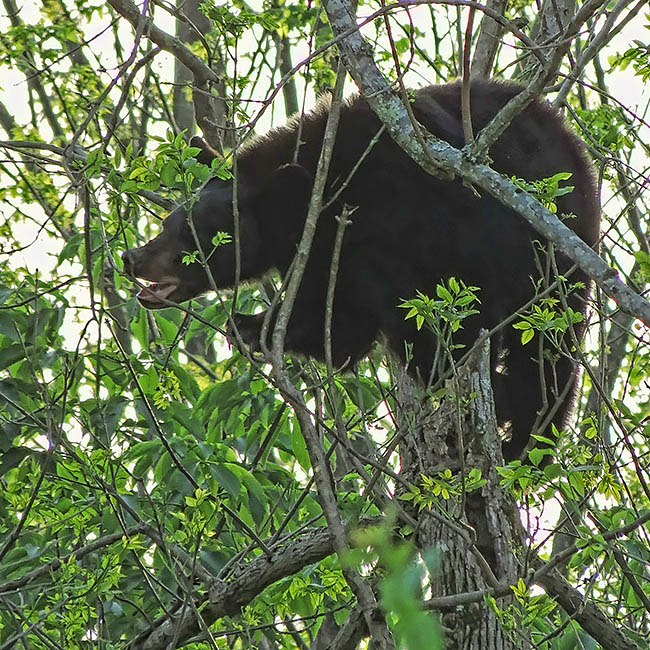 Bear_in_tree