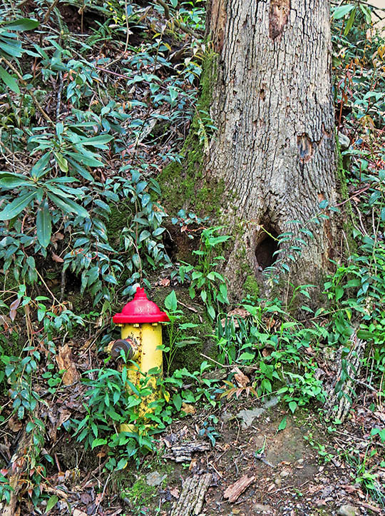 Woods_hydrant