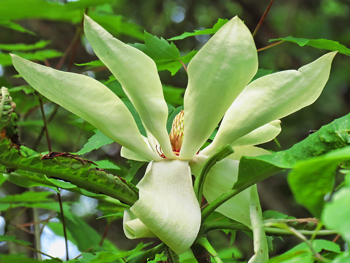 Magnolia_flower