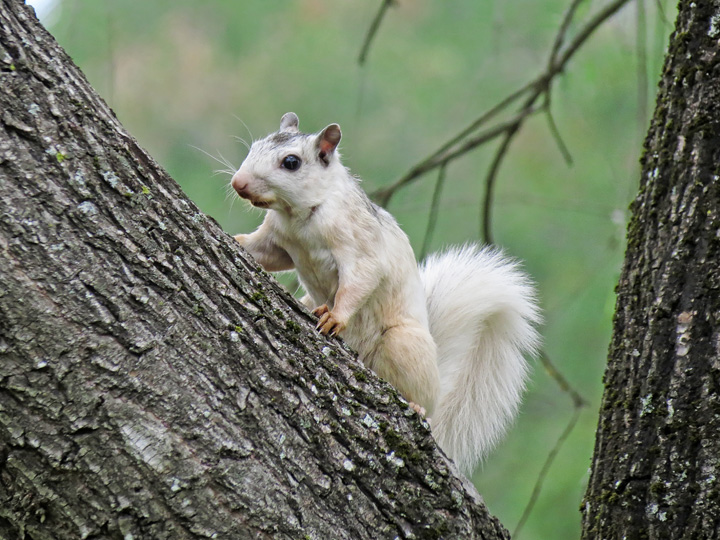 White_Squirrel