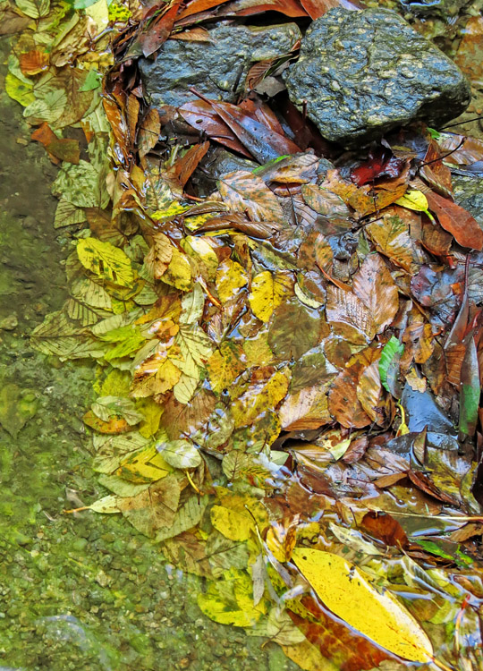 Leaves_water