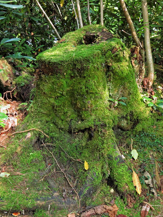 Mossy_stump