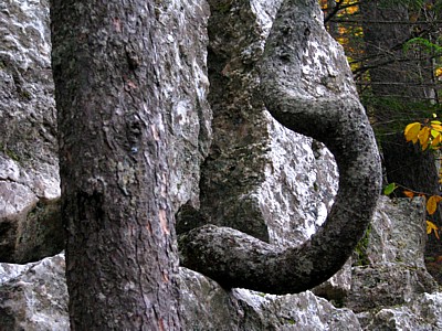 Twisted_trunk