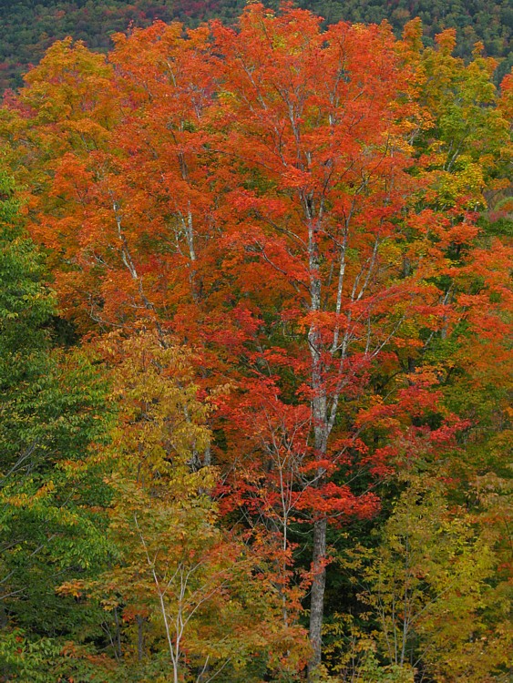 Colorful_trees