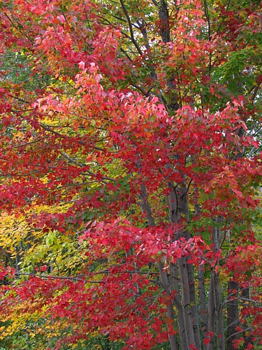 Tree_color
