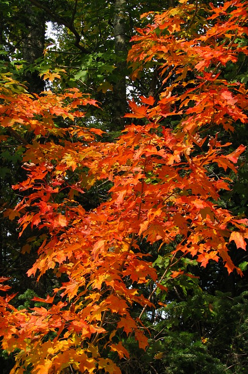 Maple_branches