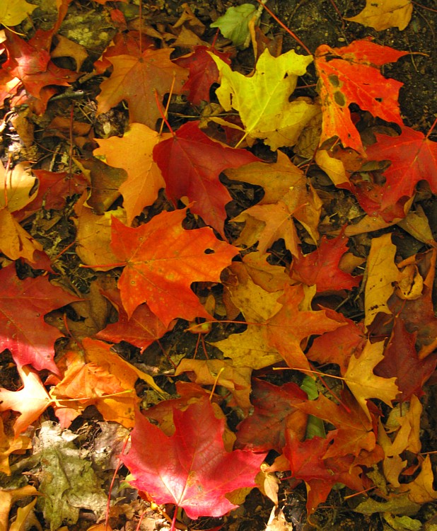 Fallen_leaves