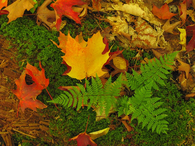 Ferns-leaves