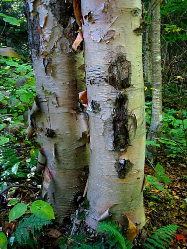 Birch_trunks