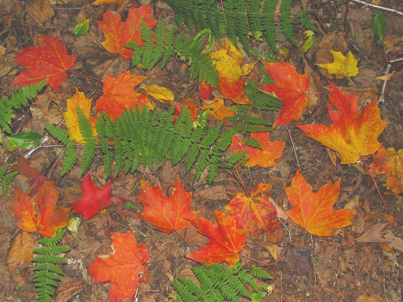Trail_leaves