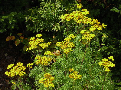 Yellow_flowers