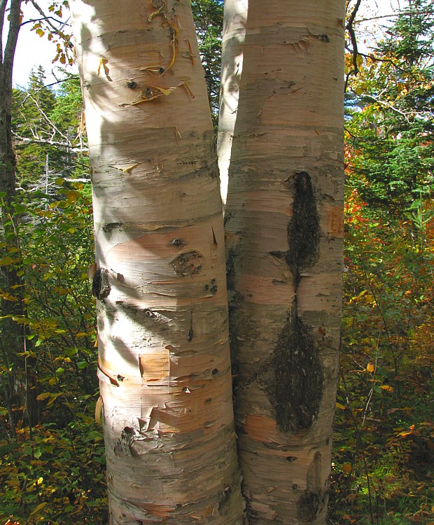 Birch_trunks