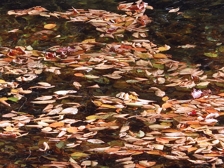 Leaves_in_river