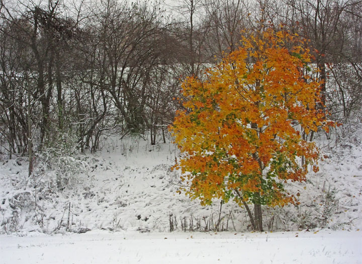 Snow-tree