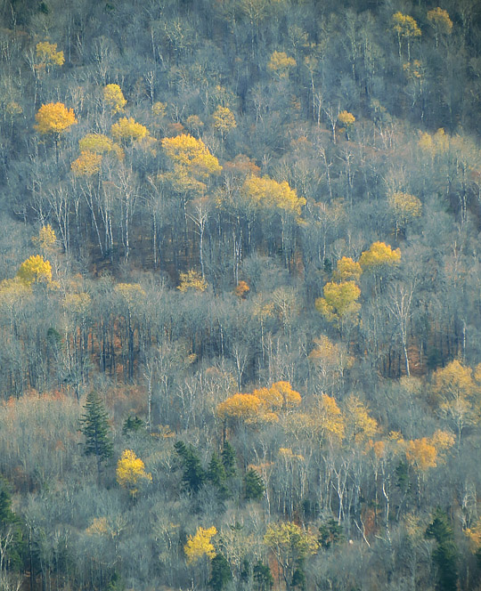 Yellow_trees