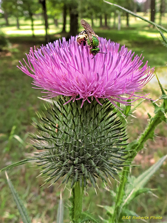 Thistle_and_Bee