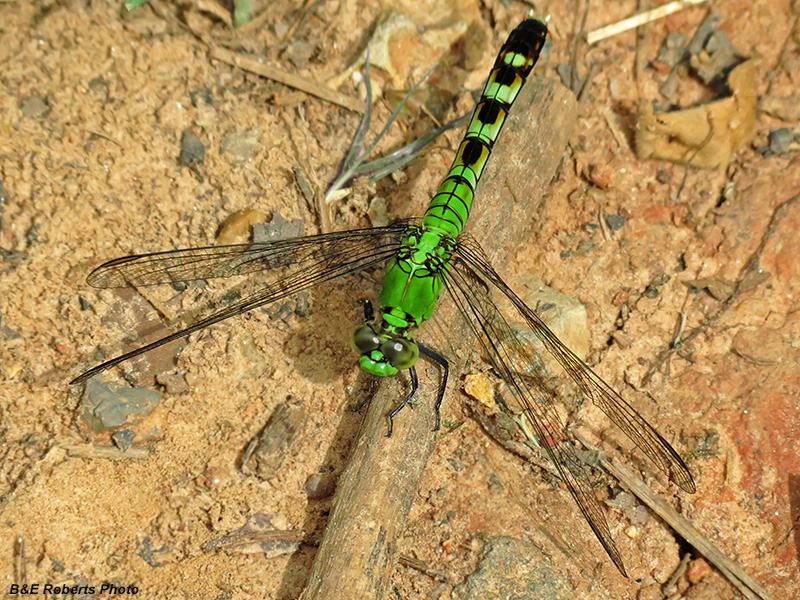 Pondhawk_dragonfly
