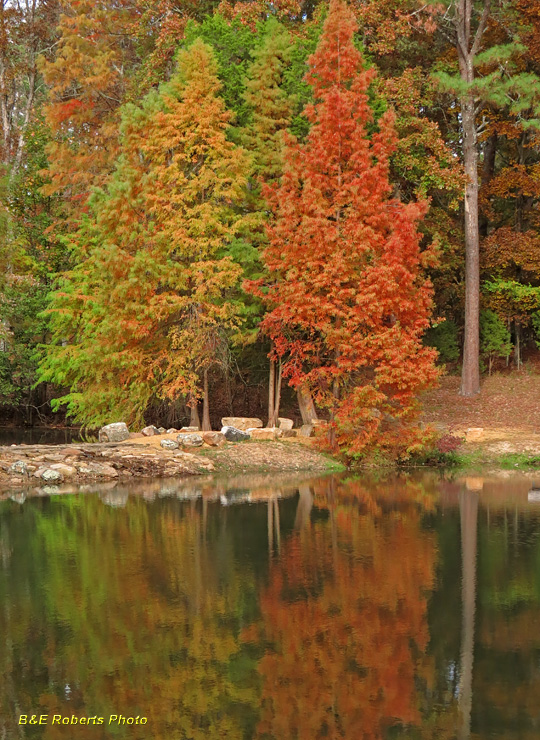 Swan_Pond