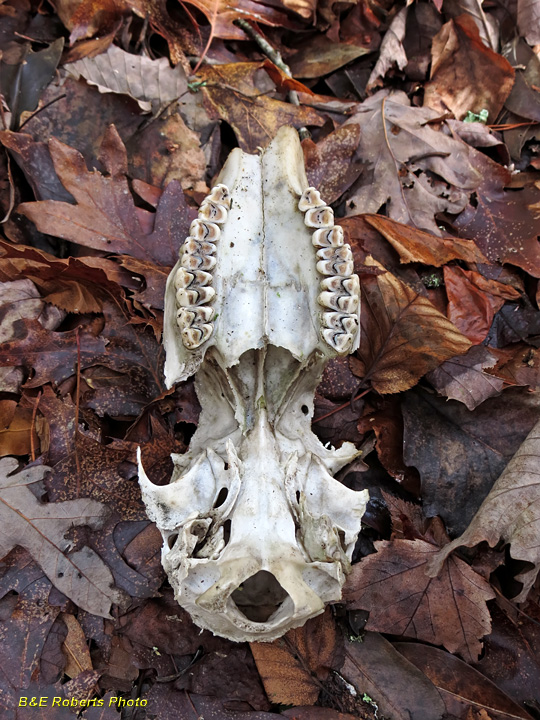 Deer_skull