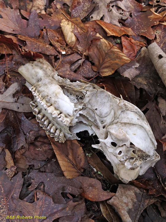 Deer_skull