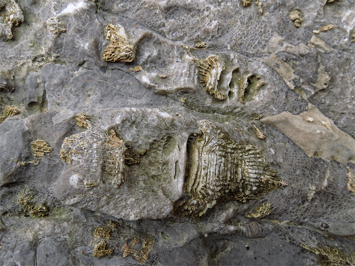 fossils