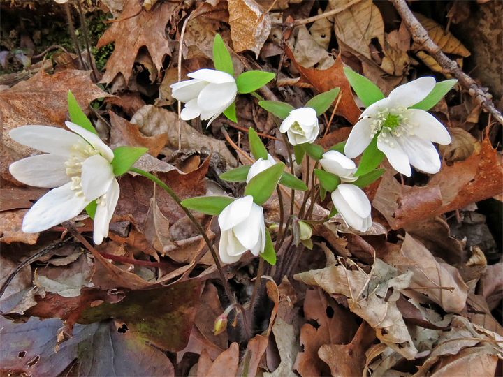 Hepatica