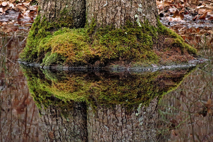 Moss_on_Trunk