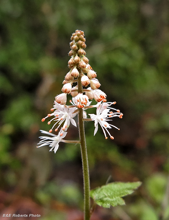 Foamflower